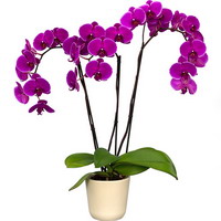 Орхидеи – тропические бабочки в вашем доме. Выбор и уход