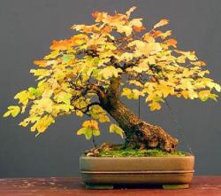 карликовое дерево