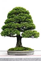 карликовое дерево