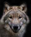 Волки: Мифы о волках