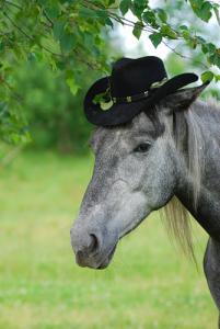 Лошадь в шляпе